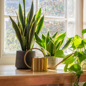 Indoor Plants decoration