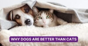 Why Dogs Are Better Than Cats